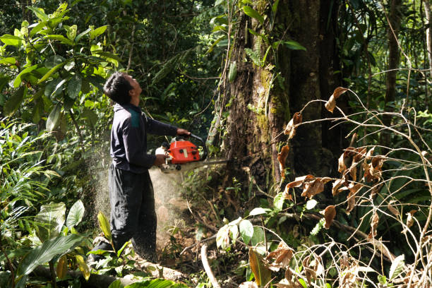 Professional Tree Service in Bath, PA